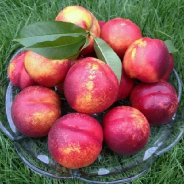 nektarin-lola-3-223967