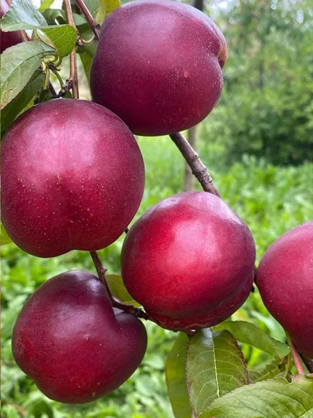 nektarin-lola-4-223967