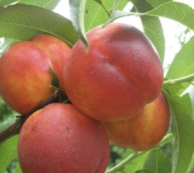 nektarin-lola-6-223967