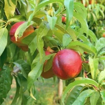 nektarin-lola-7-223967