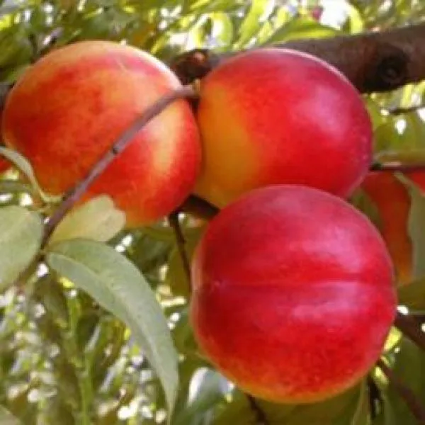 nektarin-lola-main-223967