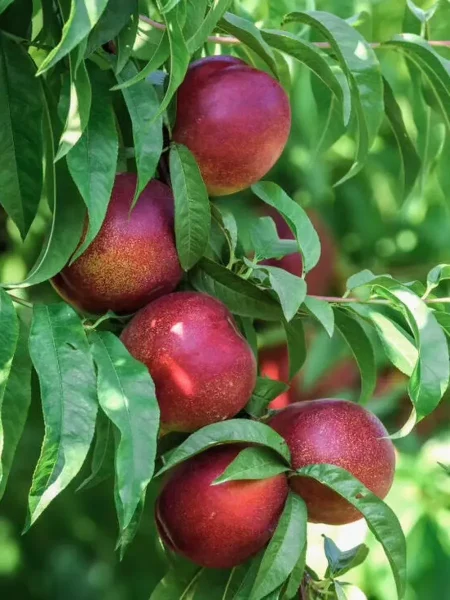 nektarin-lyubimets-1-224883