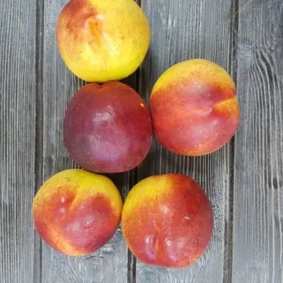 nektarin-lyubimets-6-224883