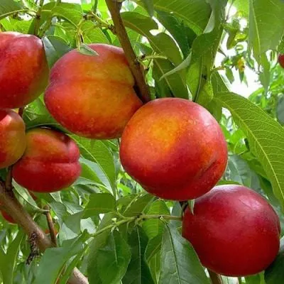 nektarin-lyubimets-7-224883