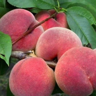 nektarin-lyubimets-8-224883