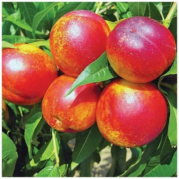 nektarin-lyubimets-main-224883