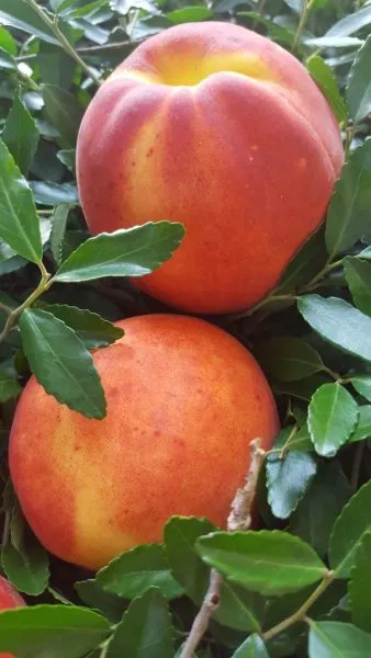 nektarin-sozvezdie-1-224240