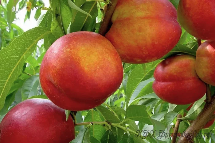 nektarin-sozvezdie-2-224240