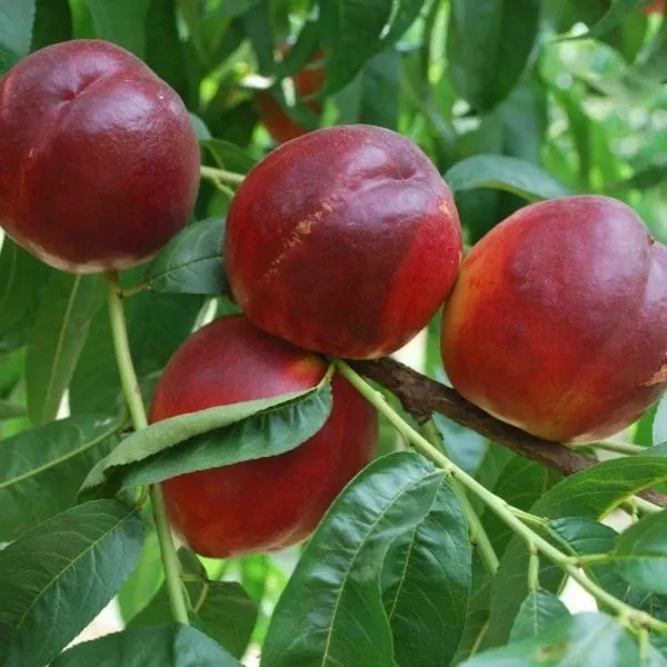 nektarin-sozvezdie-3-224240