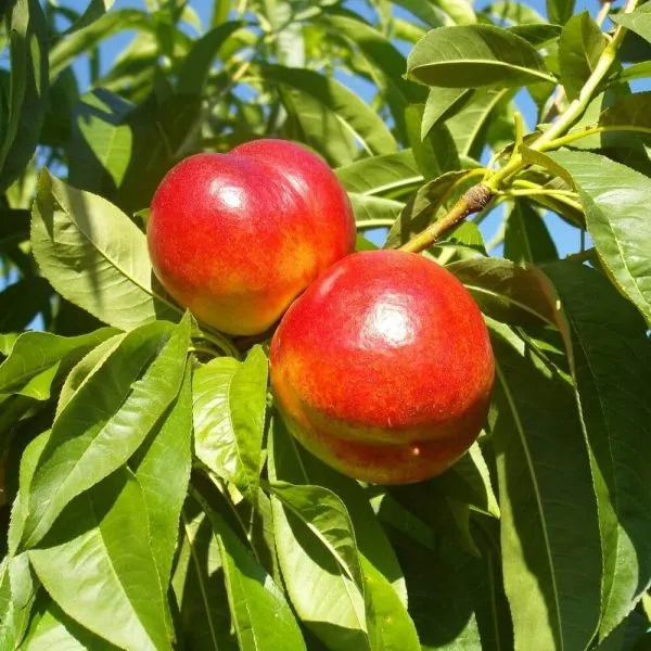 nektarin-sozvezdie-4-224240