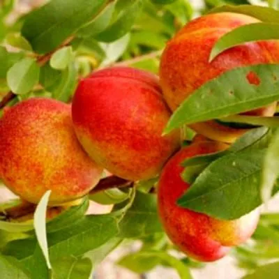 nektarin-sozvezdie-7-224240