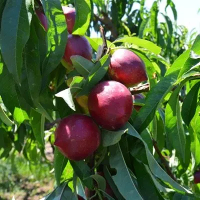 nektarin-sozvezdie-8-224240