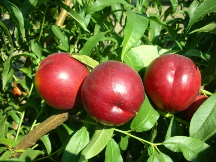 nektarin-sozvezdie-main-224240