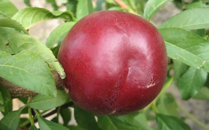 nektarin-stark-sanglo-3-224548