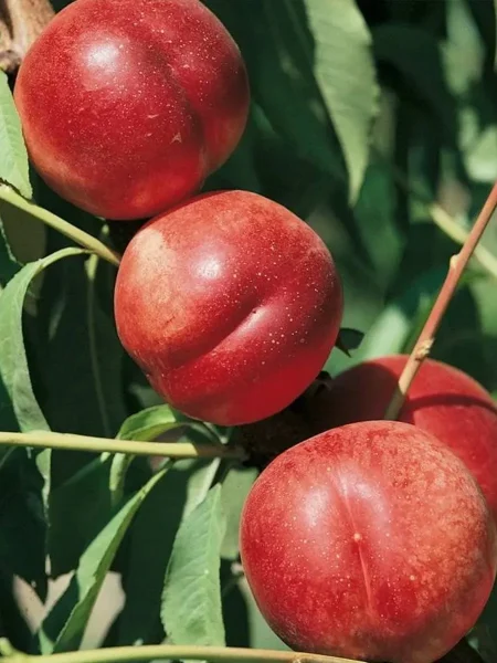 nektarin-stark-sanglo-4-224548