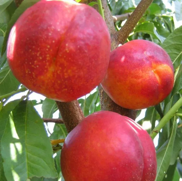 nektarin-stark-sanglo-5-224548