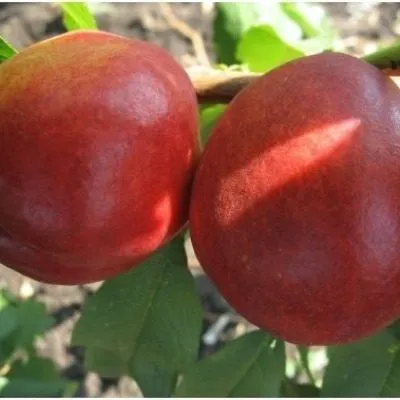 nektarin-stark-sanglo-6-224548