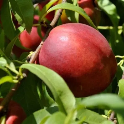 nektarin-stark-sanglo-8-224548