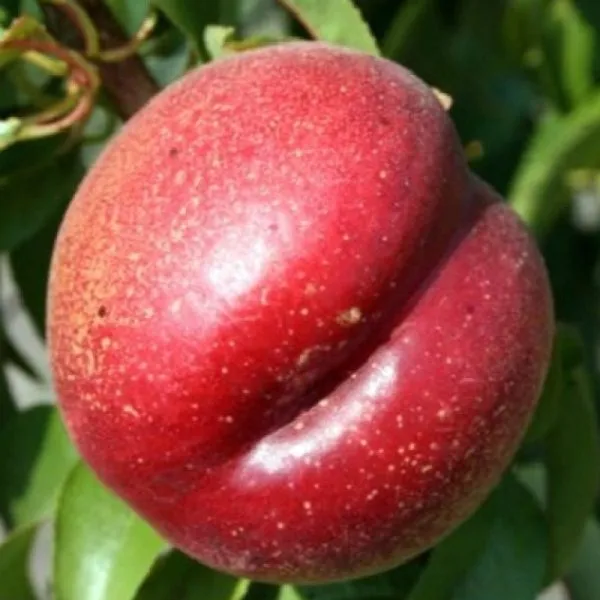 nektarin-stark-sanglo-main-224548