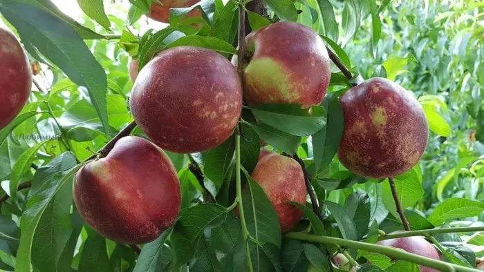 nektarin-super-kvin-1-223994