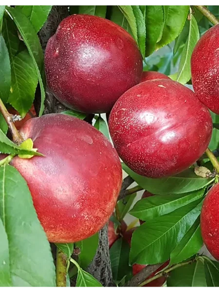 nektarin-super-kvin-3-223994