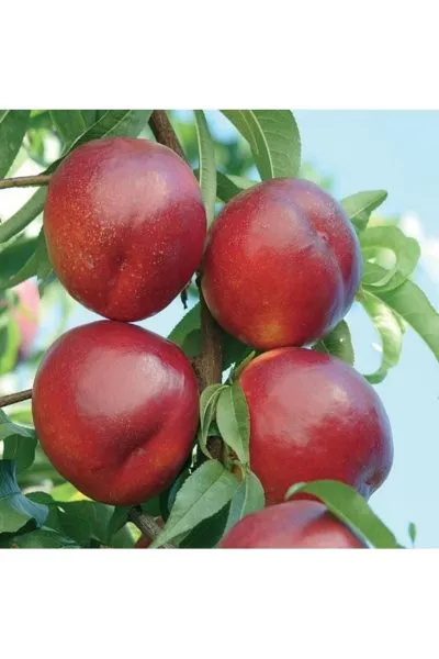 nektarin-super-kvin-4-223994