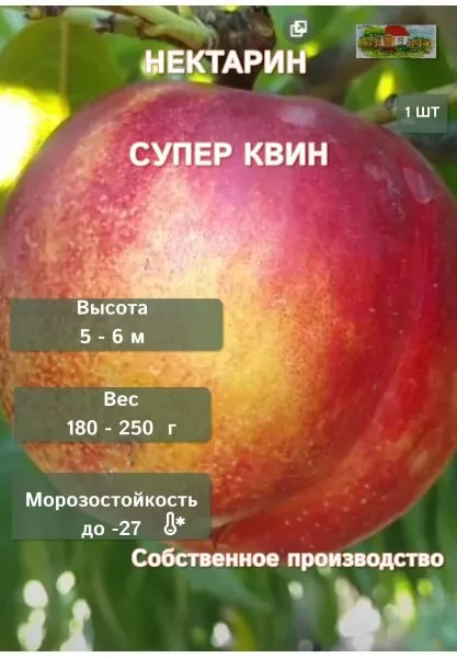 nektarin-super-kvin-5-223994