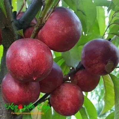 nektarin-super-kvin-7-223994