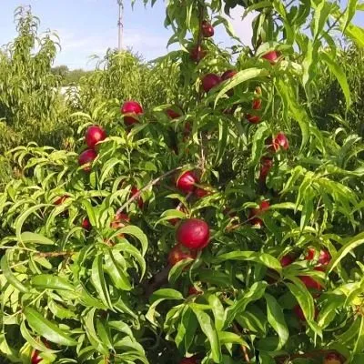 nektarin-super-kvin-8-223994