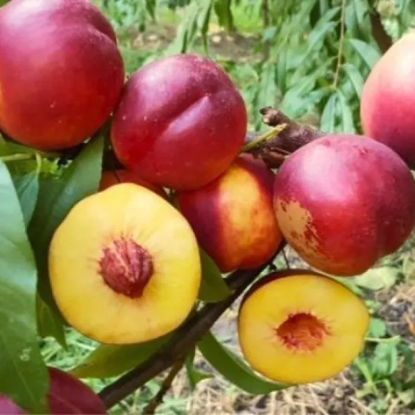 nektarin-super-kvin-main-223994