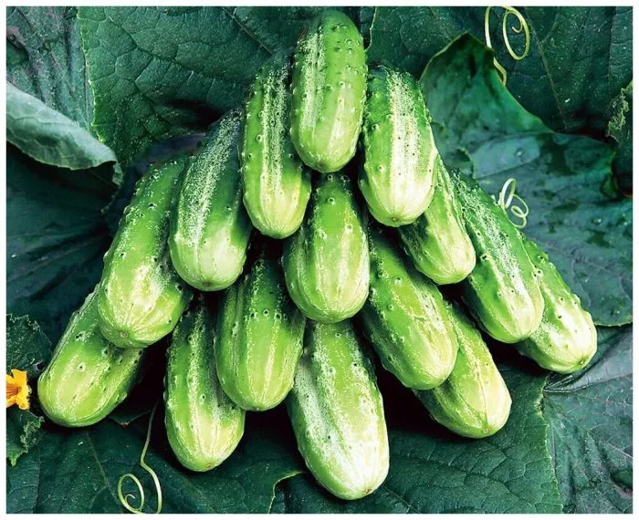 nerosimyy-main-207212