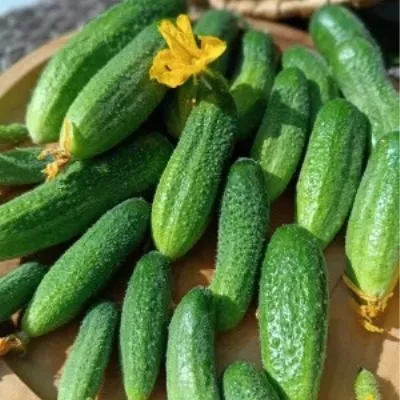 ni-zabot-ni-hlopot-f1-4-202971