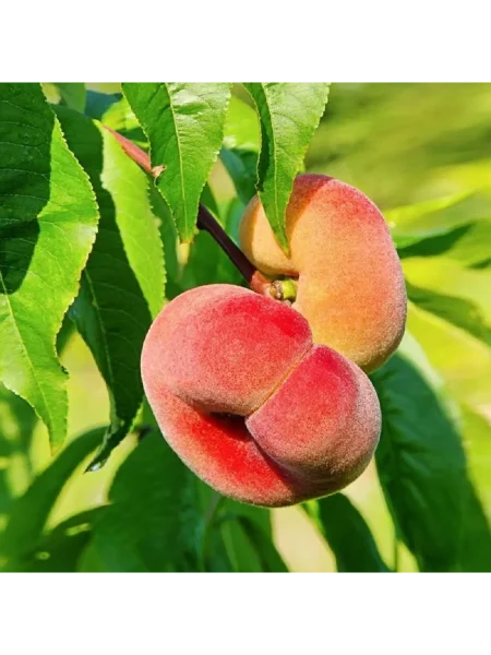 nikitskiy-ploskiy-1-224357