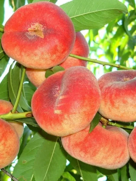 nikitskiy-ploskiy-5-224357