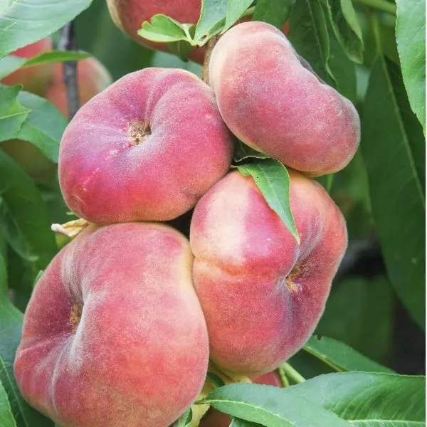 nikitskiy-ploskiy-6-224357