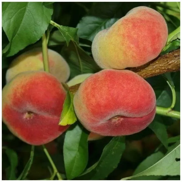 nikitskiy-ploskiy-main-224357