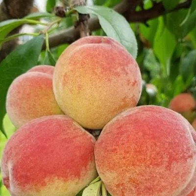 novoselkovskiy-3-224522