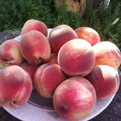 novoselkovskiy-5-224522