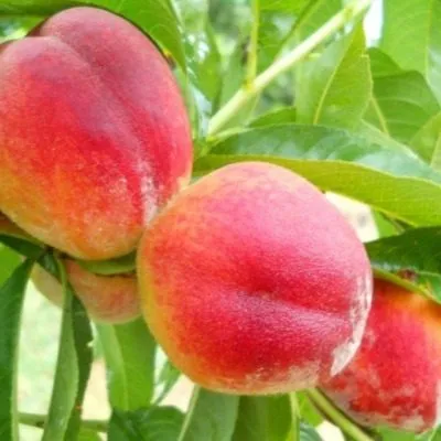 novoselkovskiy-6-224522