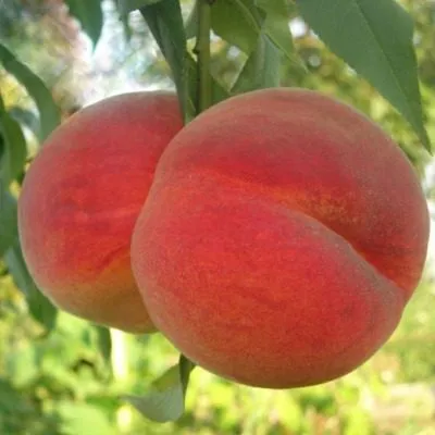 novoselkovskiy-7-224522