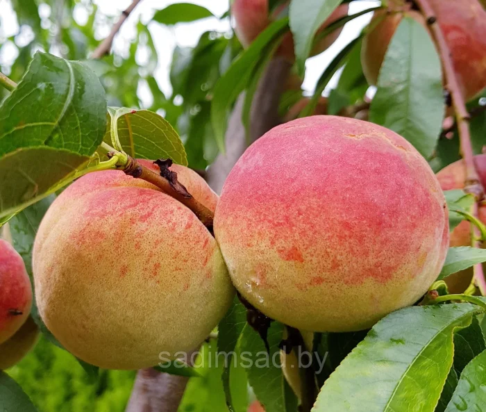 novoselkovskiy-main-224522