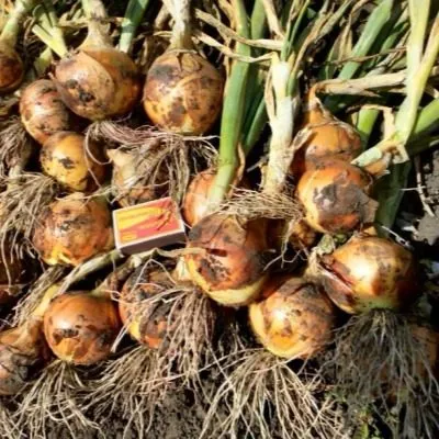 odintsovets-4-223383