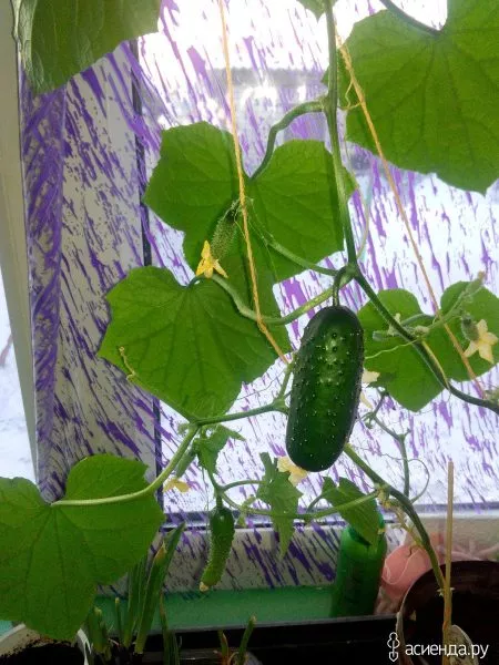 okroshechka-3-202052