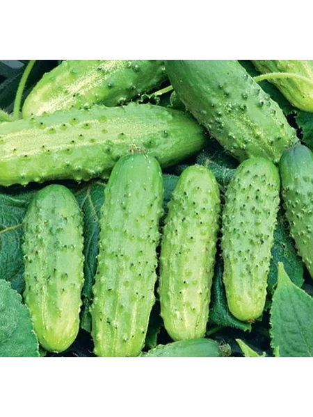 okroshechka-4-202052