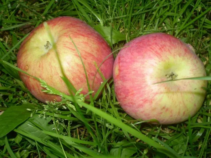 orlovskiy-pioner-4-219307