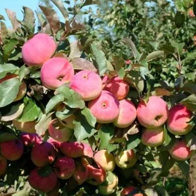 orlovskiy-pioner-6-219307