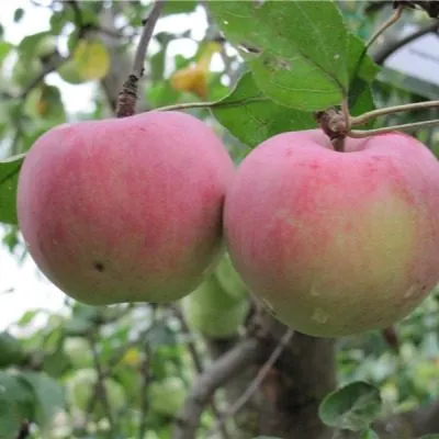 orlovskiy-pioner-7-219307