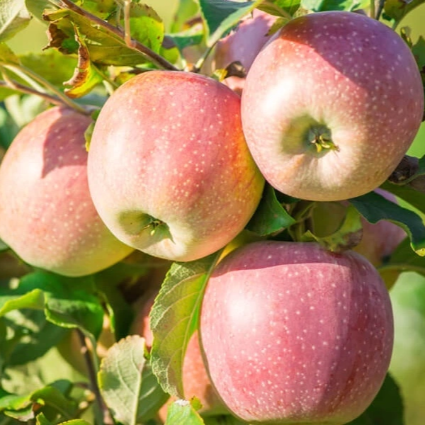 orlovskiy-pioner-main-219307