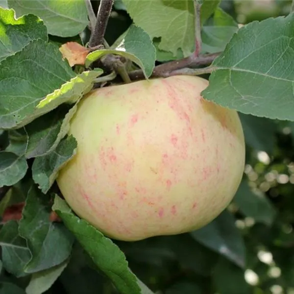 osipovskoe-main-215051