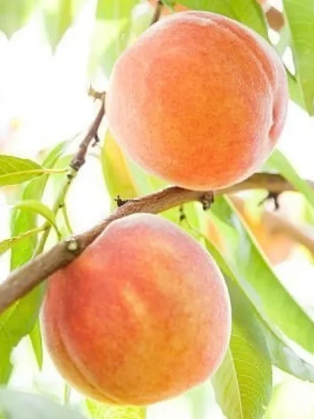 osvezhayuschiy-2-224611